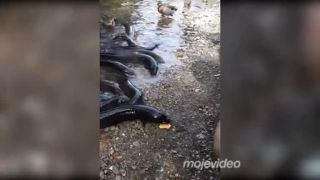 To by mohol byť elektrizujúci kúpeľ (Nový Zéland)