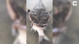 Platycephalus fuscuc doplatil na svoj apetít