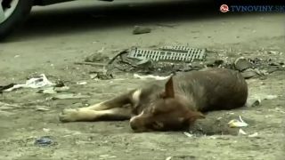 Deti v osade pri Trebišove zabíjajú psov