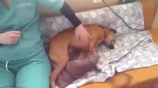 Sergio po operácii očka hľadá nový domov
