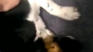 Folty sa zoznamuje s korytnačkou