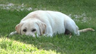 R.I.P Ninka