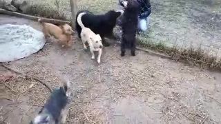 Tarzan, Štupli, Bandi, Jacky, Leon a Megan