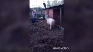 Ruský bravčový transport