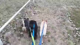 Tarzan, Štuplinka a Megan na vychádzke
