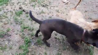 Selma & Annie - A hračky uprace kto?!
