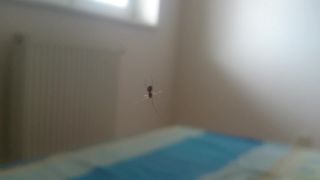Pavúk sa znáša zo stropu