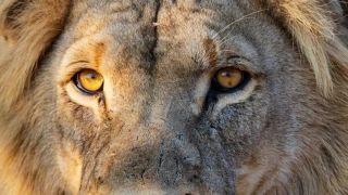 video Safari v Botswane (časozberné video)