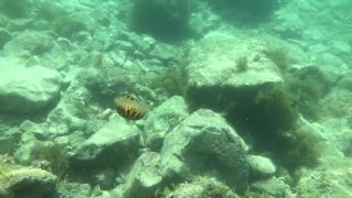 Medúzy v Chorvátsku (Rovinj)