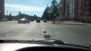 Keď si ťa holub pomýli s taxikárom