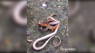 Výherca sa môže dosýta nažrať (Vietnam)