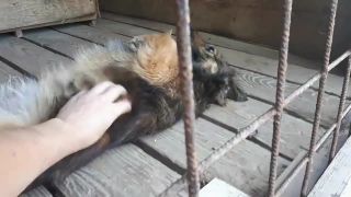 Brody si užíva návštevné hodiny v chládku