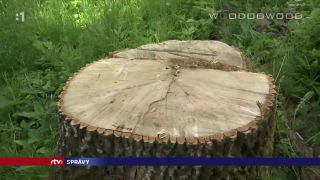 Výrub viac ako 100-ročných stromov (Slovensko)