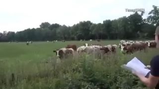 Kravske orchestry