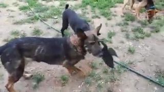 Henry a Darko. Jenny si privlastňuje tučniaka.