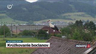 Bociany v Mojši