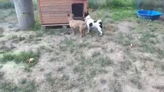 Naháňačka v útulku: Som v domčeku!