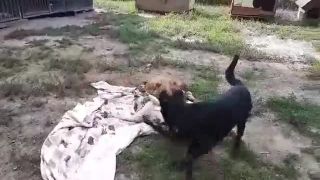 Piknik v útulku: Darko (čierny), Annie a Kira (trikolór)