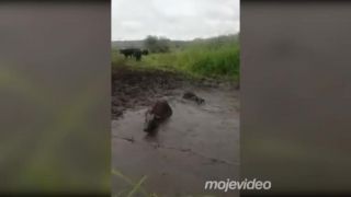 Vošla si do blata krava sprostá?
