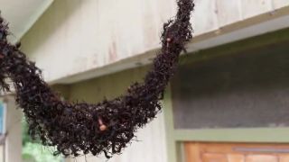 Mravce si spravili zálusk na osie hniezdo (Kostarika)