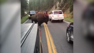 Nepribližujte sa k bizónom (Yellowstonský národný park)