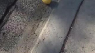 Citrón na vandrovke