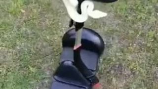 Had na segwayi