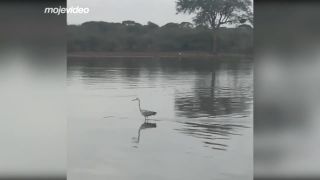 Volavka surferka (Kruger park)