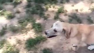 Útulkovo: Vráť mi môjho žabiačika! (šklb, šklb)