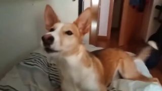 Luis fonsi - Despacito (Dog version) Psyk