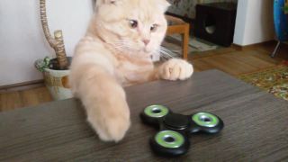 Škuľavá mačka a fidget spinner