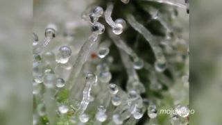 Krásne zábery na úžitkovú rastlinu (marihuana ultrazoom)