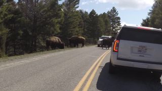 Bizóny a medvede v Yellowstone