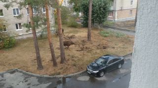 Rusi sa už môžu zo svojho okna dívať na losiu ruju