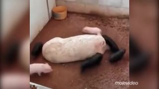 Keď máš veľa detí a už na ne nemáš silu ani nervy