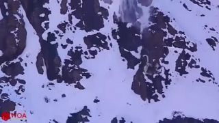 Snežný leopard loví v extrémnych podmienkach