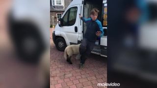 Keď si pomýliš malú ovcu s krvilačným monštrom