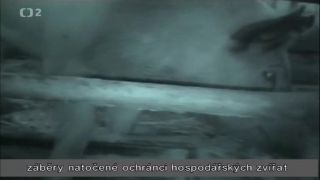 Aktivity spolkov na ochranu zvierat