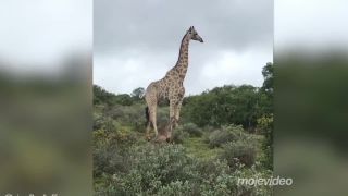Mladá žirafa sa na svete dlho neohriala (Južná Afrika)