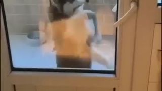 Tancujúci Husky