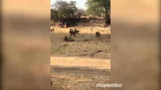Tak toto nečakali ani paviány (Tanzánia)