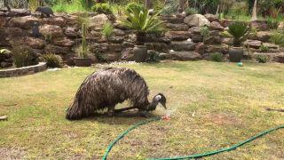 Emu objavil závlahu na záhrade