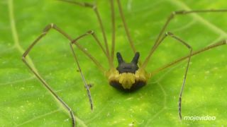 Tento pavúk sa musí páčiť aj arachnofóbovi (Metagryne bicolumna)