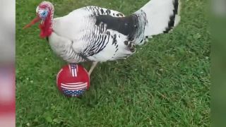 Zvieratá majú blízko k športu