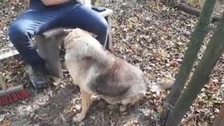 Útulkovo: Balu žil na prázdnom pozemku 3 roky