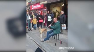 Štvornohý pouličný muzikant