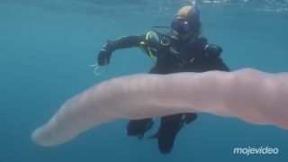 Obrovský želatínový červ prekvapil potápačov (Nový Zéland)