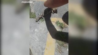 Záchrana jaštera zo studne (Perth)