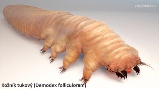 Už nikdy nebudeš sám - Demodex, parazit žijúci na vašej tvári