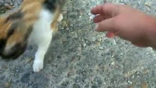 Mačky by kupovali Whiskas, no a potom ešte Tyrkskas